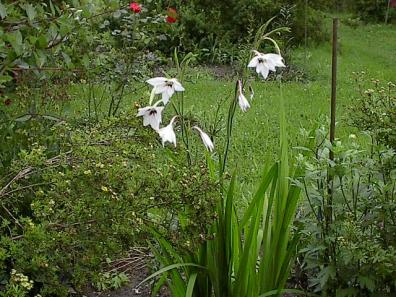 Gladiolus callianthus